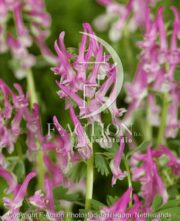 botanic stock photo Corydalis