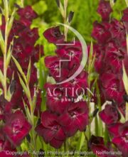 botanic stock photo Gladiolus