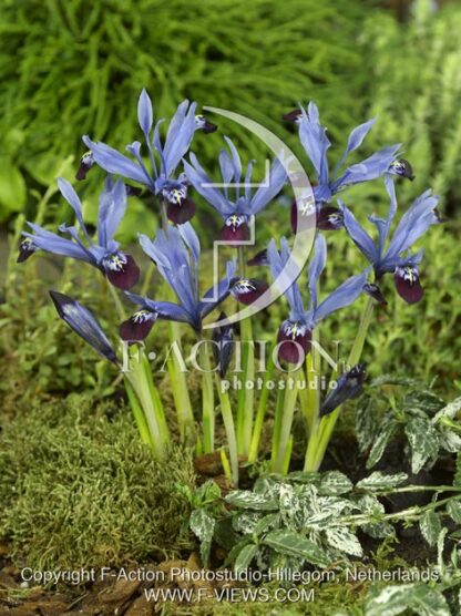 botanic stock photo Iris reticulata