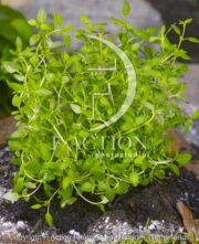 botanic stock photo Thymus