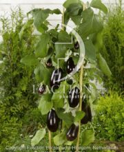 botanic stock photo Solanum