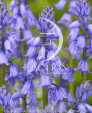 botanic stock photo Hyacinthoides