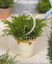 botanic stock photo Juniperus