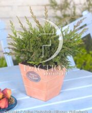botanic stock photo Juniperus