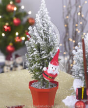 botanic stock photo Christmas Tree