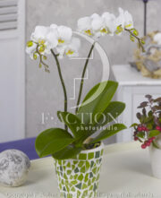 botanic stock photo Phalaenopsis