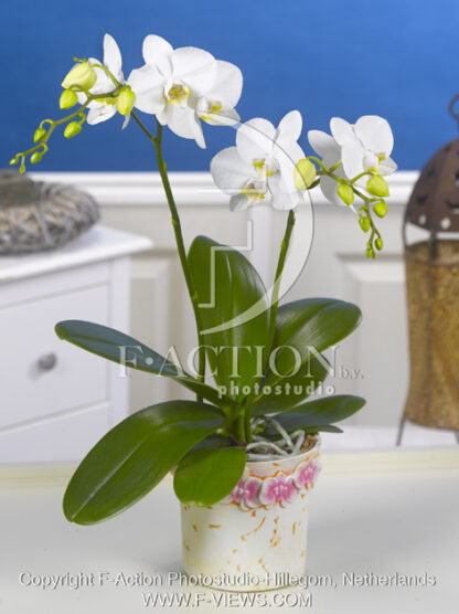 botanic stock photo Phalaenopsis