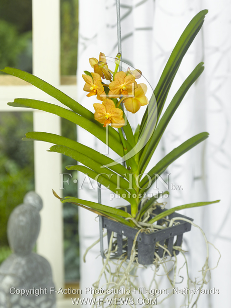 Vanda Botanical stockphoto - F-Views