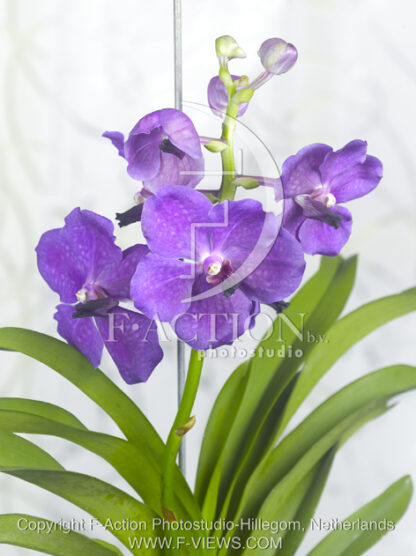 botanic stock photo Orchidee