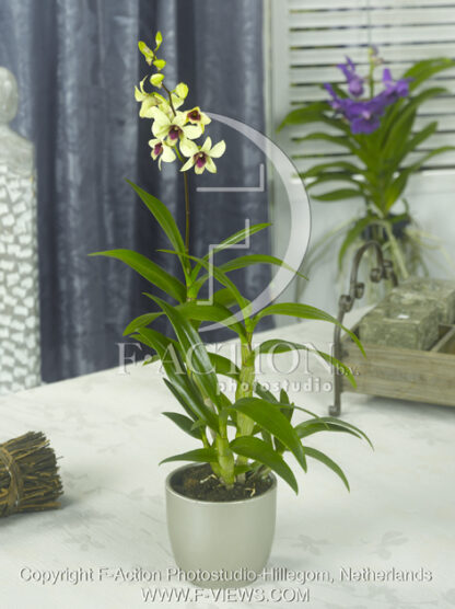 botanic stock photo Orchidee