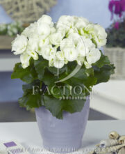 botanic stock photo Begonia