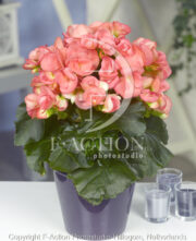 botanic stock photo Begonia