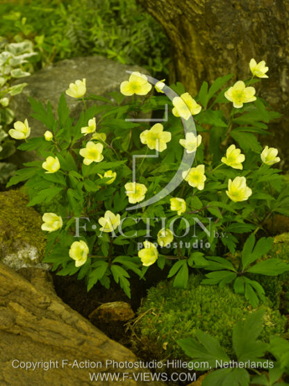 botanic stock photo Anemone