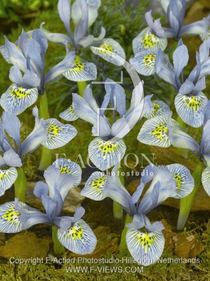 botanic stock photo Iris reticulata