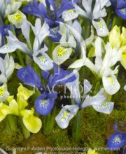 botanic stock photo Iris