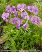 botanic stock photo Viola