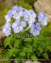 botanic stock photo Viola