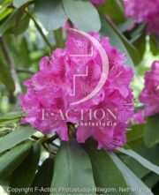 botanic stock photo Rhododendron