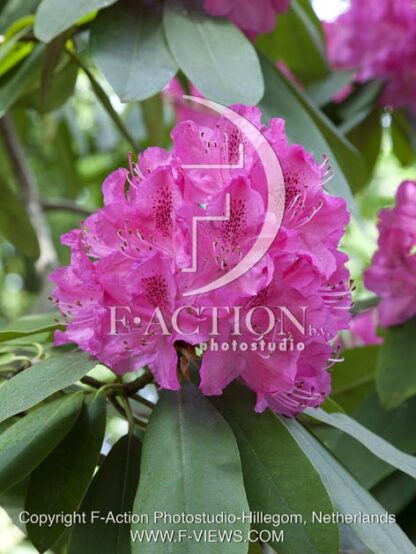 botanic stock photo Rhododendron