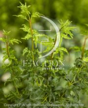 botanic stock photo Acer