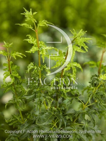 botanic stock photo Acer