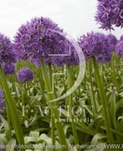botanic stock photo Allium
