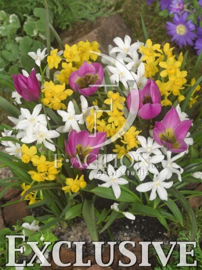 botanic stock photo Spring flowers