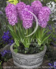 botanic stock photo Hyacinthus