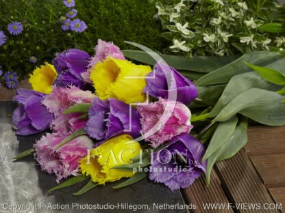 botanic stock photo Tulipa