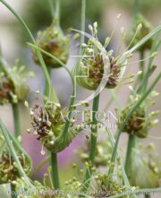 botanic stock photo Allium