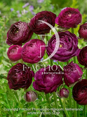 Purple Sensation Botanical stockphoto - F-Views