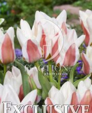 botanic stock photo Tulipa Red Heart