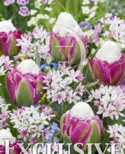 botanic stock photo Tulipa Ice Cream- Allium Cameleon