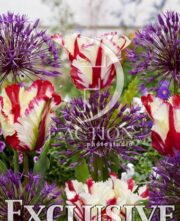 botanic stock photo Tulipa Flaming Parrot- Allium Purple Rain
