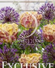 botanic stock photo Tulipa Esprit- Allium Purple Rain
