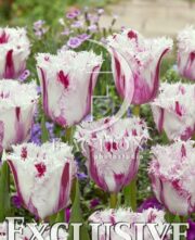 botanic stock photo Tulipa Coldplay