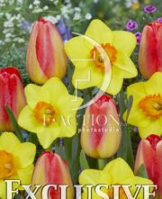 botanic stock photo Tulipa Prins Claus-Narcissus Alexia