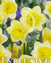 botanic stock photo Narcissus Derringer