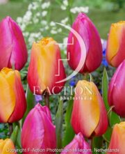 botanic stock photo Tulipa Aphrodite-Cash