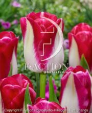 botanic stock photo Tulipa Alectric