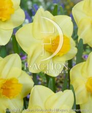 botanic stock photo Narcissus Yellow Salome