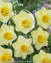 botanic stock photo Narcissus Yellow Salome