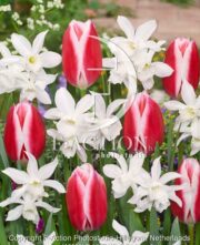 botanic stock photo Narcissus Thalia-Tulipa Candy Apple Delight