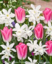 botanic stock photo Narcissus Thalia-Tulipa Dynasty