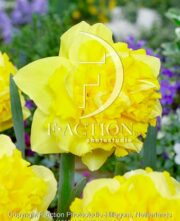 botanic stock photo Narcissus Twinflower