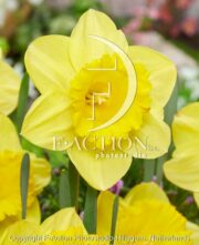 botanic stock photo Narcissus Royal Dutch