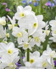 botanic stock photo Narcissus Silver Chimes