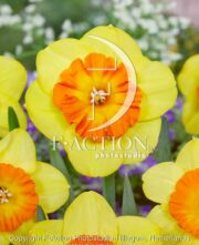 botanic stock photo Narcissus Multnomah