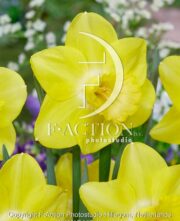 botanic stock photo Narcissus Neon