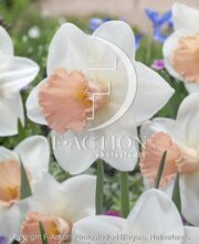 botanic stock photo Narcissus Parle Parfume